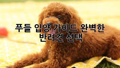 푸들 입양 가이드: 완벽한 반려견 선택